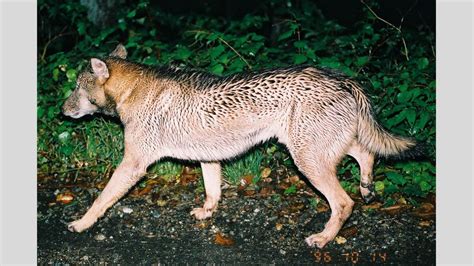  ¿La Leyenda del Lobo Fantasma: Una Historia Japonesa que Desafía la Realidad?