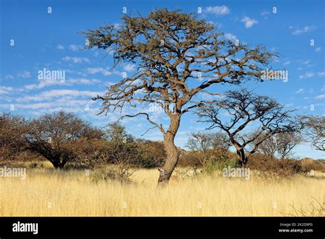  ¿Qué representa el Camel and the Thorn Tree en la cultura folclórica sudafricana del siglo IX?